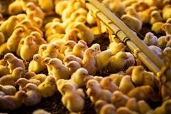 10 bilhões de doses da vacina da Phibro contra bronquite infecciosa já foram aplicadas em aves no Brasil