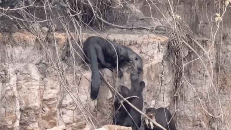 VÍDEO: família de ariranhas é flagrada em ‘mudança’ no Pantanal de MT 