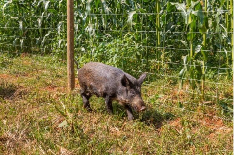 Cercas bem cuidadas protegem lavouras e impulsionam a produtividade na safra 2025/2026