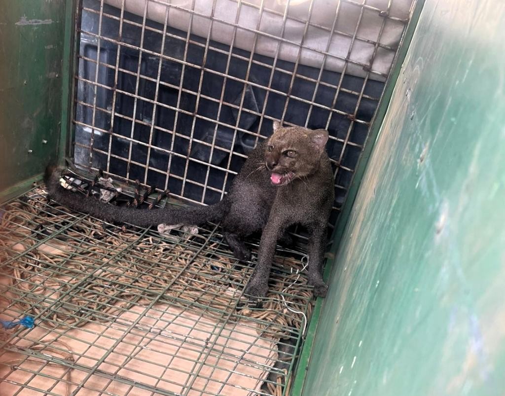 Gato silvestre ameaçado de extinção é resgatado em garagem de casa em Cuiabá