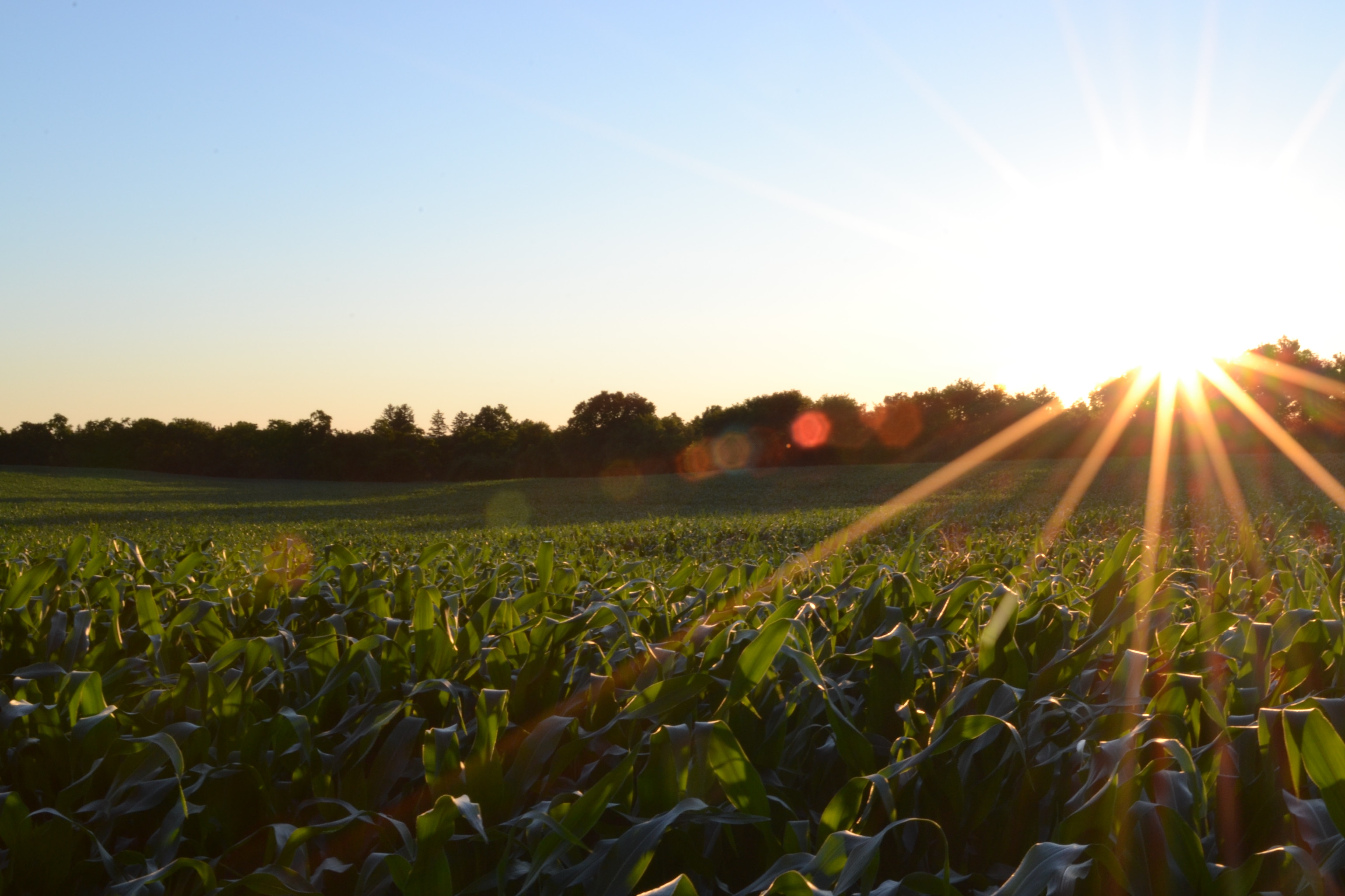 Potássio fortalece a segurança alimentar, ao impulsionar a produtividade agrícola