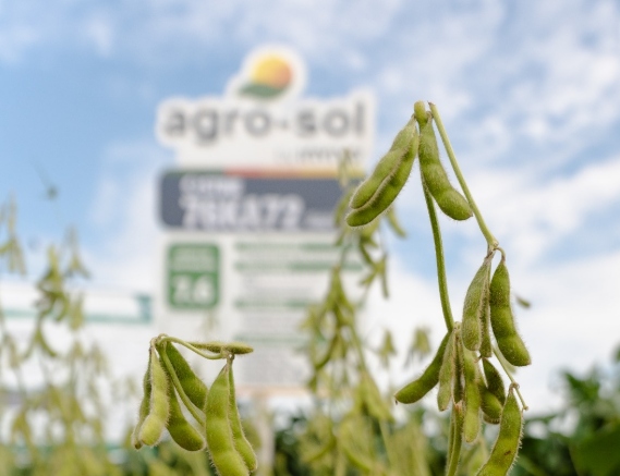 Agro-Sol Sementes aposta em dias de campo personalizados para apoiar produtores