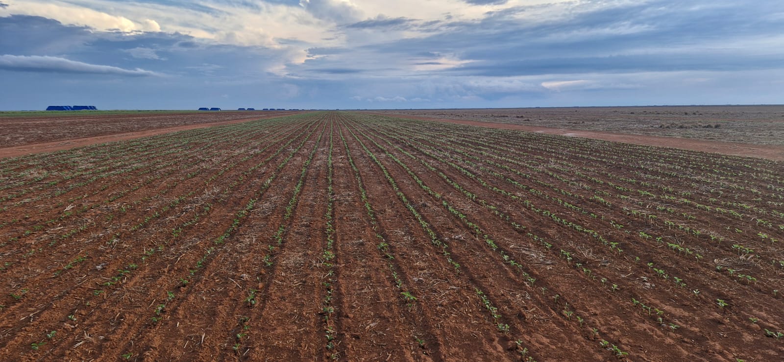 Avanço da semeadura da soja em Mato Grosso segue em ritmo acelerado