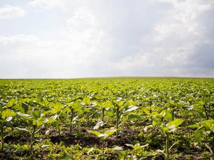 Outono traz desafios no Cerrado, mas também abre espaço para boas estratégias no campo
