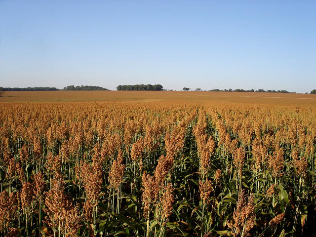 Com alta de 13,4% na área plantada, sorgo ganha espaço na safrinha 2026 em Mato Grosso