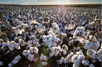 Nutrição correta das maçãs do algodão são decisivas para o sucesso da safra 25/26