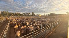 Barra do Garças (MT) recebe a maior etapa do Circuito Nelore de Qualidade 2026 até o momento, com mais de 3 mil animais avaliados