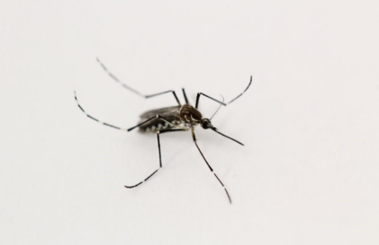 Dengue: especialista alerta para cuidados essenciais dentro de casa