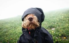 Mudança do período chuvoso para a seca acende alerta para saúde dos pets