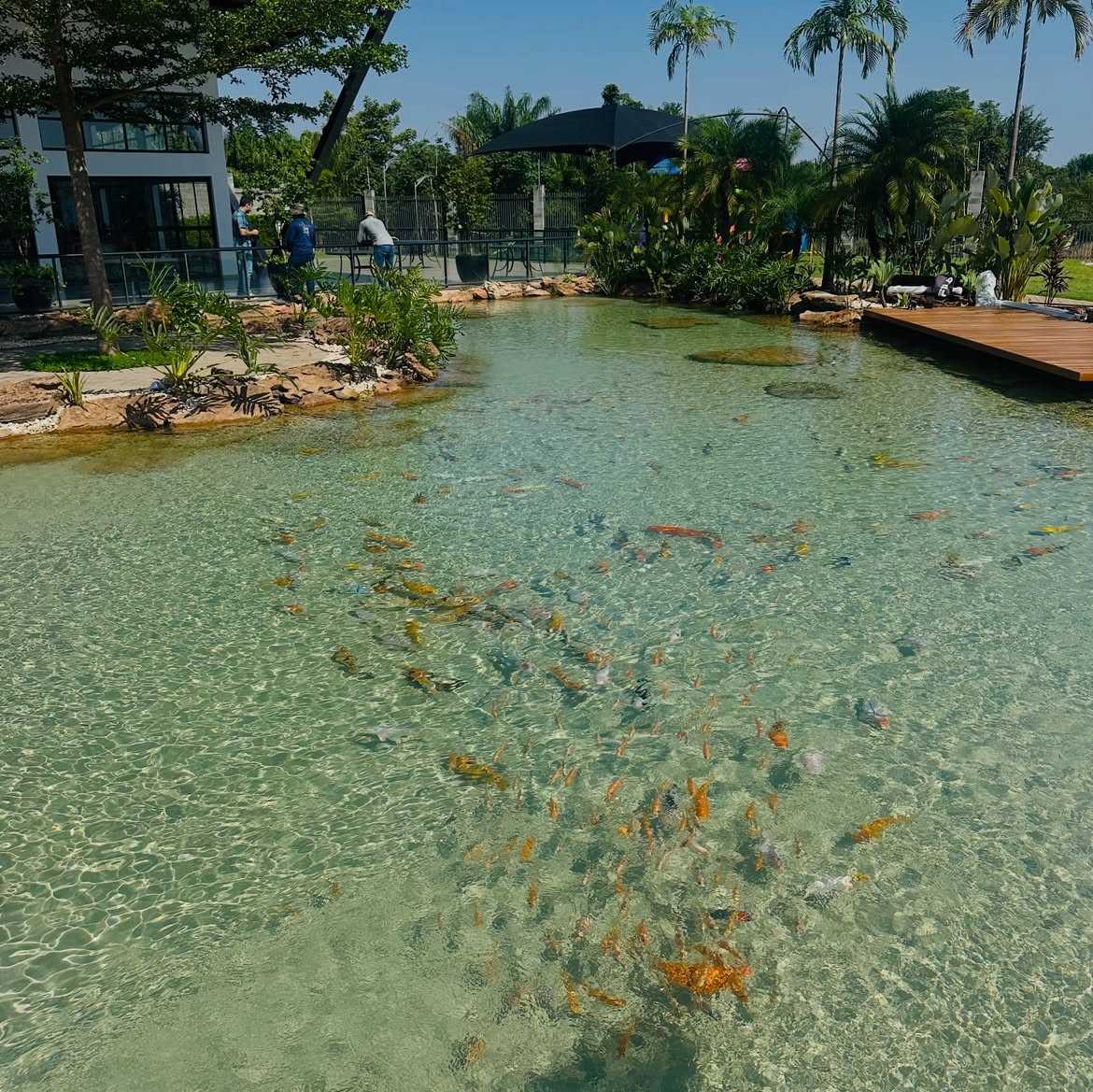 Jardinatu transforma sonhos em natureza e se consolida como referência em lagos ornamentais e piscinas naturais no Norte de Mato Grosso