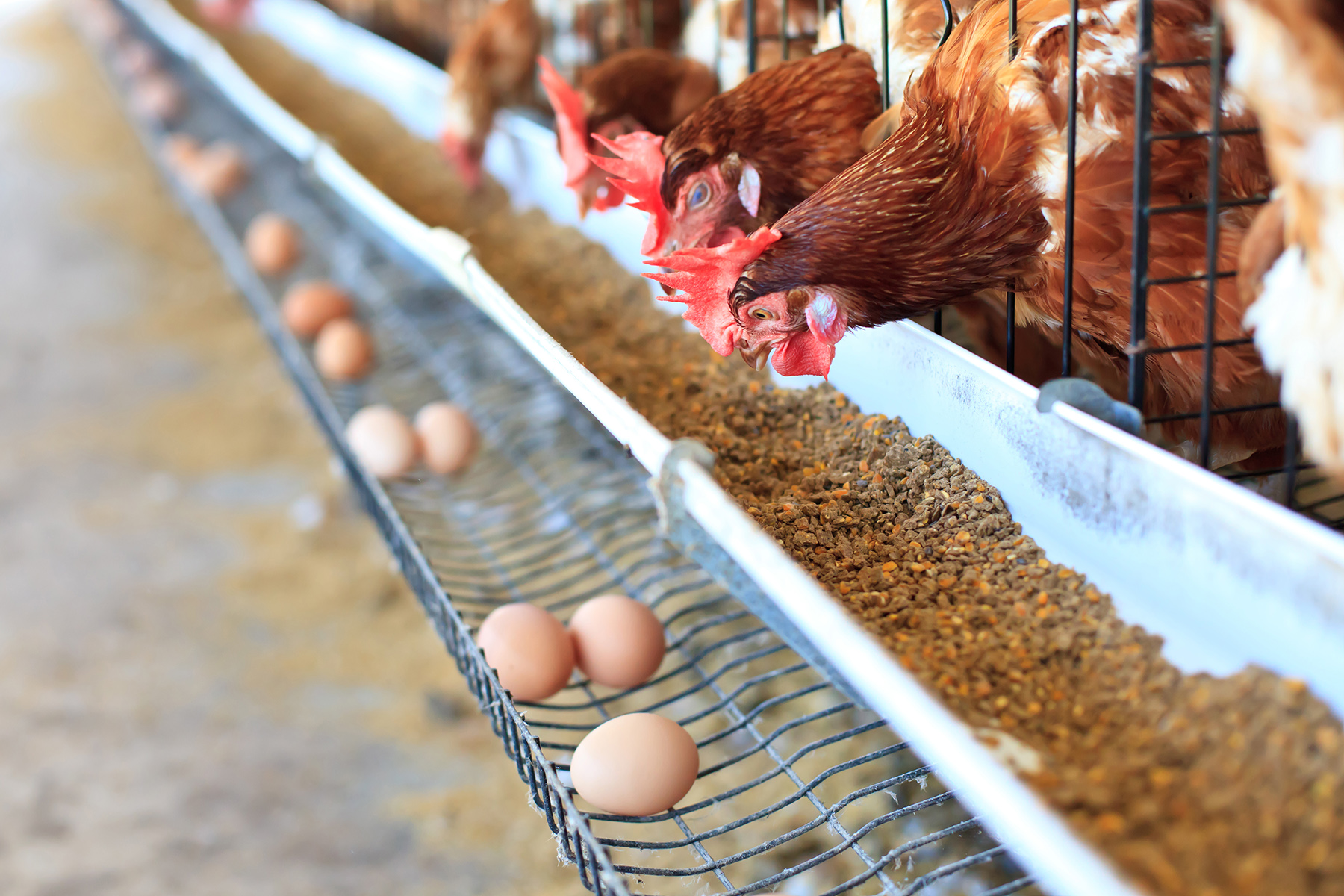 Ondas de calor aumentam o risco para a saúde das aves 