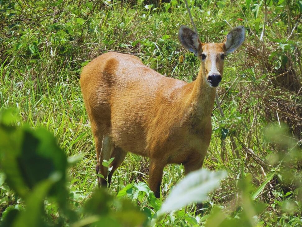 REM MT fortalece ações de resgate e atendimento à fauna em Mato Grosso no período de Emergência Ambiental 