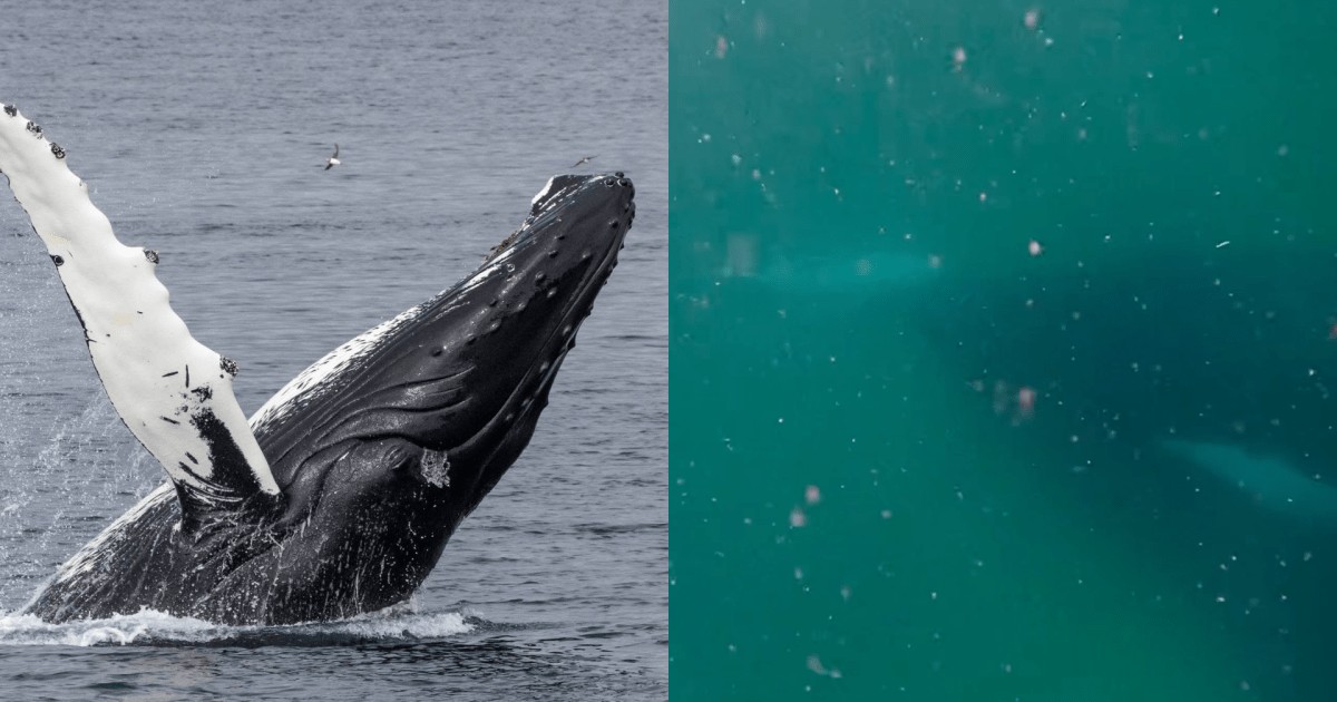 Animal sente luto? Baleia-jubarte que se recusou a abandonar filhote morto ajuda cientistas a entenderem o comportamento
