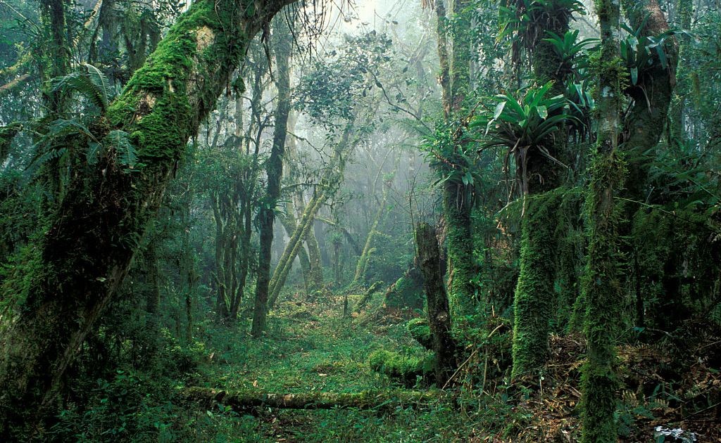 Mata Atlântica: um quarto da vegetação nativa é mata nova, aponta estudo