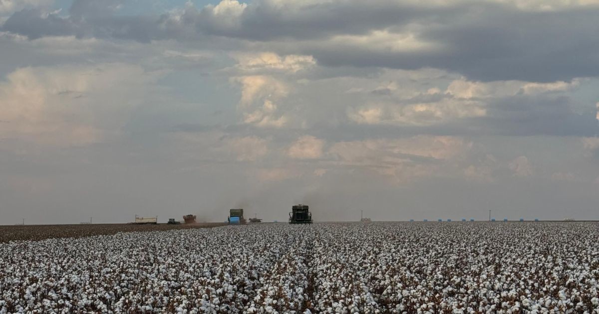 Girassol Agrícola lança cultivar de algodão tolerante à seca