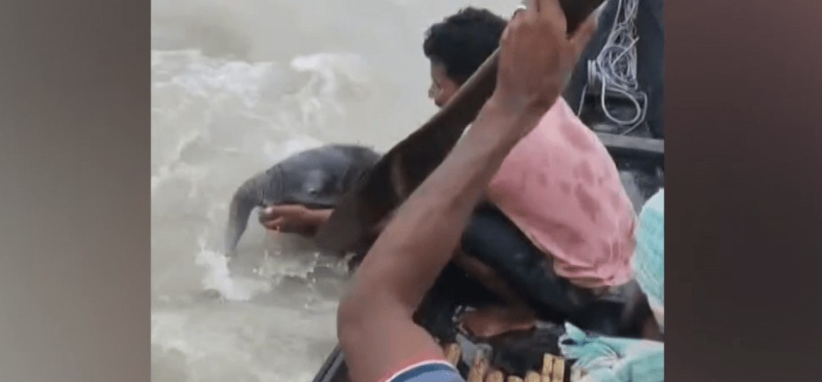 Filhote de elefante à deriva é resgatado por pescadores em rio na Índia