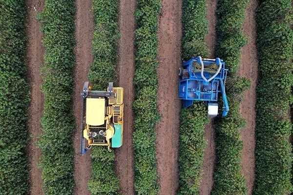 Café do Brasil apresenta florada precoce e nova safra pode chegar mais cedo