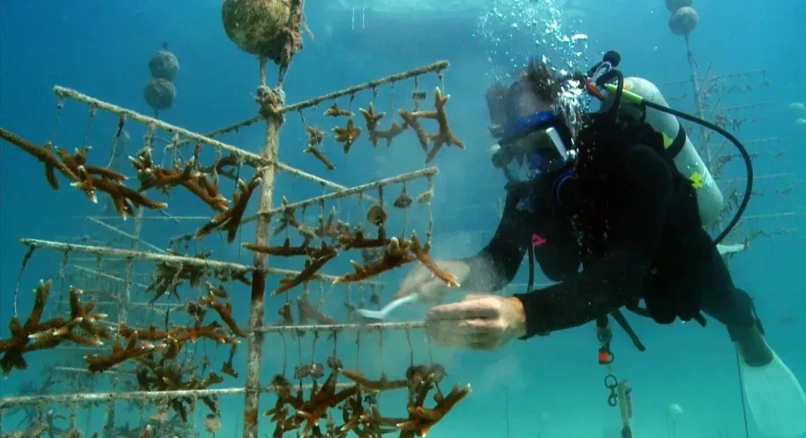 O que começou em 2000 como um simples apoio ao projeto escolar transformou-se, 22 anos depois, em uma iniciativa de sucesso de um mergulhador que já possibilitou o replantio de mais de 200 mil corais no oceano