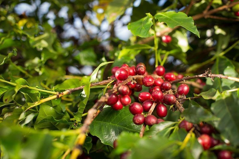Café amplia perdas e recua a mínimas de três meses em Nova York