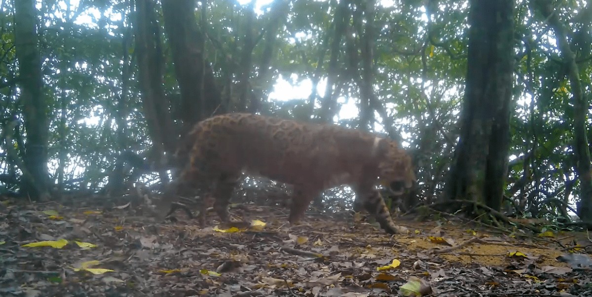 Uma onça-pintada foi capturada em uma área urbana do Paraná. Meses depois, Tape’? foi solto e readaptado à vida livre no mato
