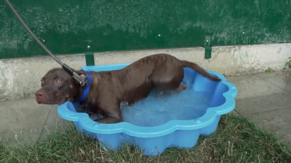 Banho em cachorro: especialistas explicam frequência certa