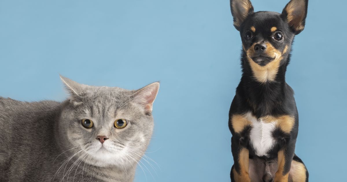 Brasil é 3º país com mais pets e setor prevê faturar R$ 81 bilhões em 2026