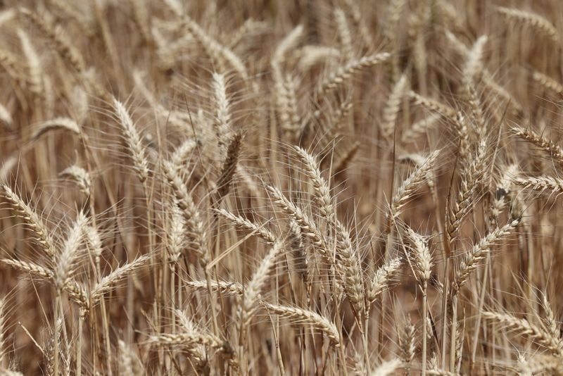 Compradores globais de trigo se preparam para custos mais altos