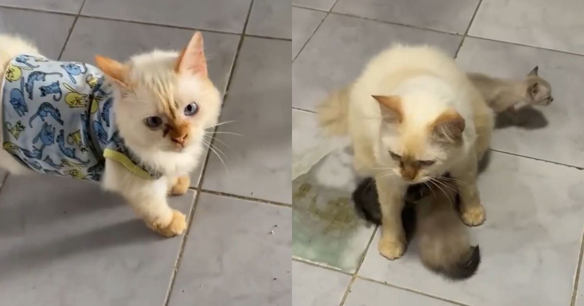 Gato que cuidava de filhotes órfãos em abrigo é adotado, mas adoece de saudades e precisa voltar para ficar com seus amigos