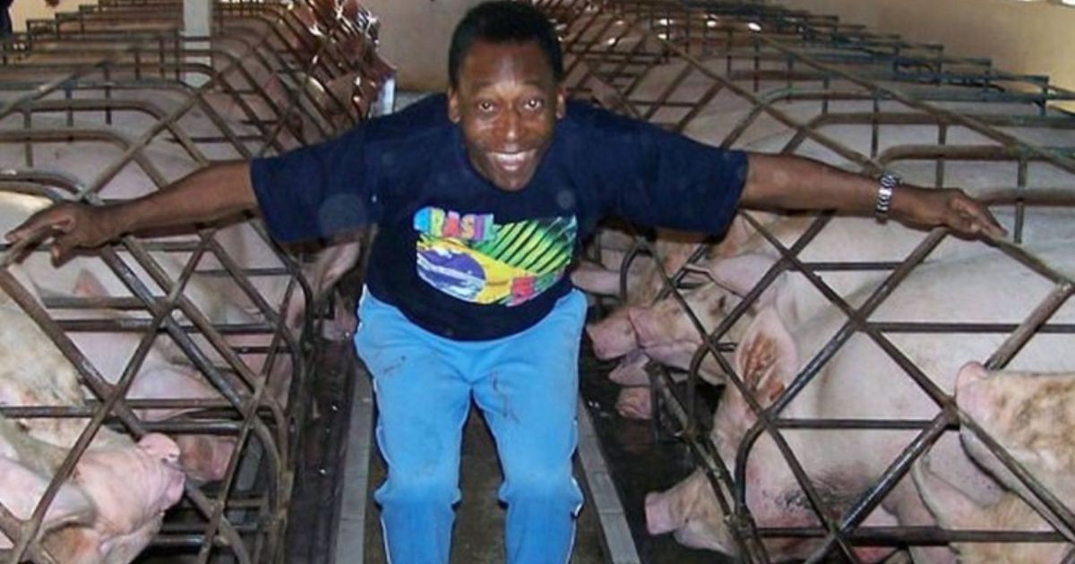 Longe dos gramados, Pelé viveu quase 40 anos como fazendeiro no interior de SP: com leitaria, criação de porcos e tanques de peixe, ele reinou em refúgio de 700 hectares