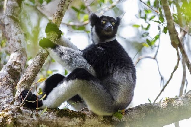 Quando um cantor de ópera atinge uma nota aguda, uma mudança na boca ocorre para o som se propagar mais longe. Este também é o feito de um animal