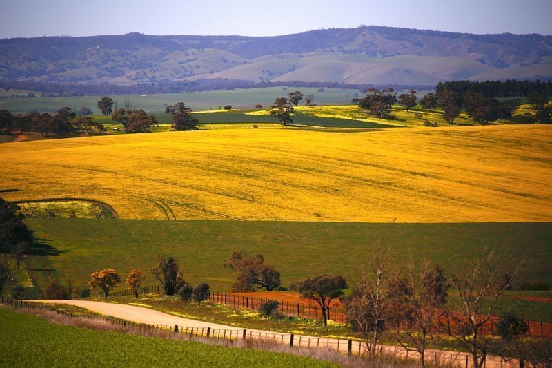 Empresa chinesa compra canola australiana após interrupção de anos