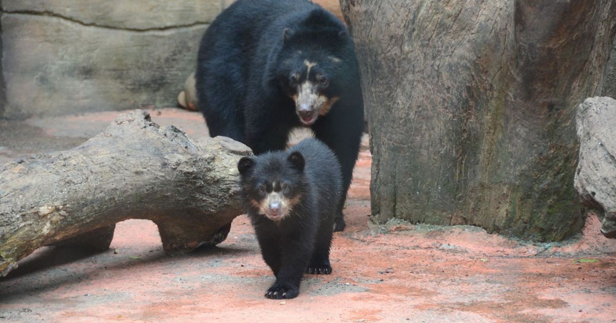 MPSP investiga denúncia de espaço inapto para ursos do Zoo de Sorocaba