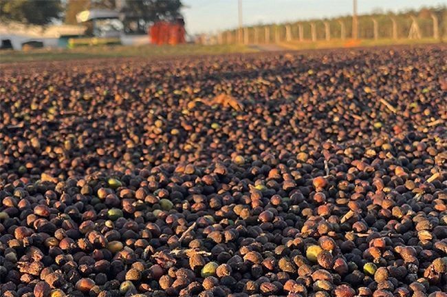 Conab eleva estimativa da safra de café para 67,6 milhões de sacas