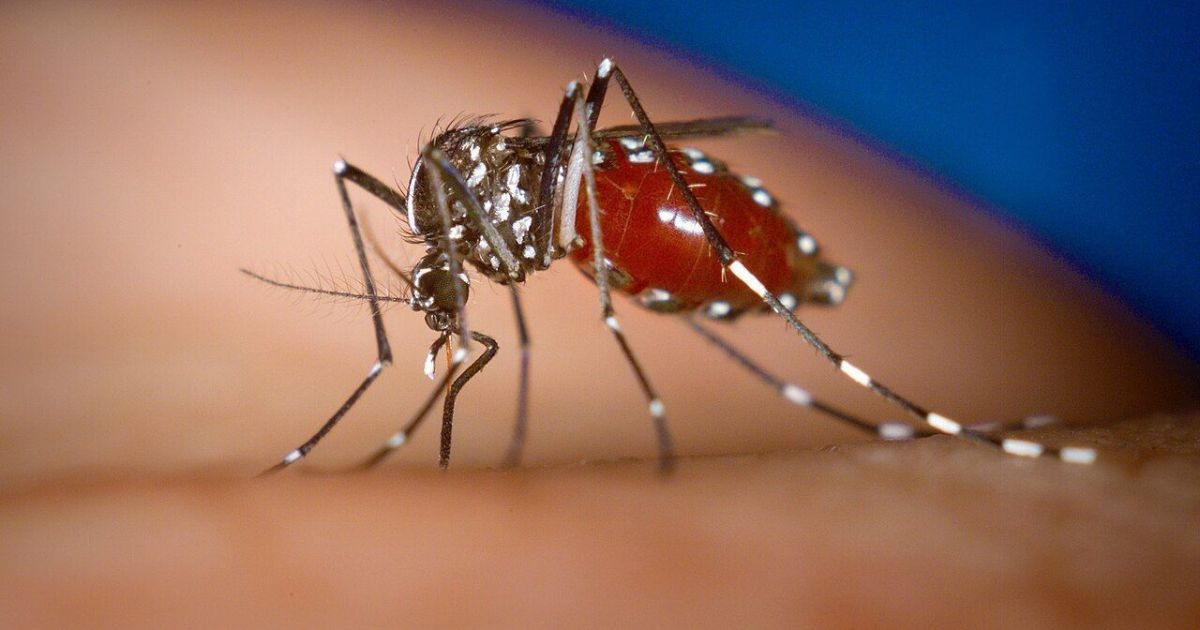 Experimento de saúde pública vai soltar 90 mil mosquitos machos para reduzir população a longo prazo