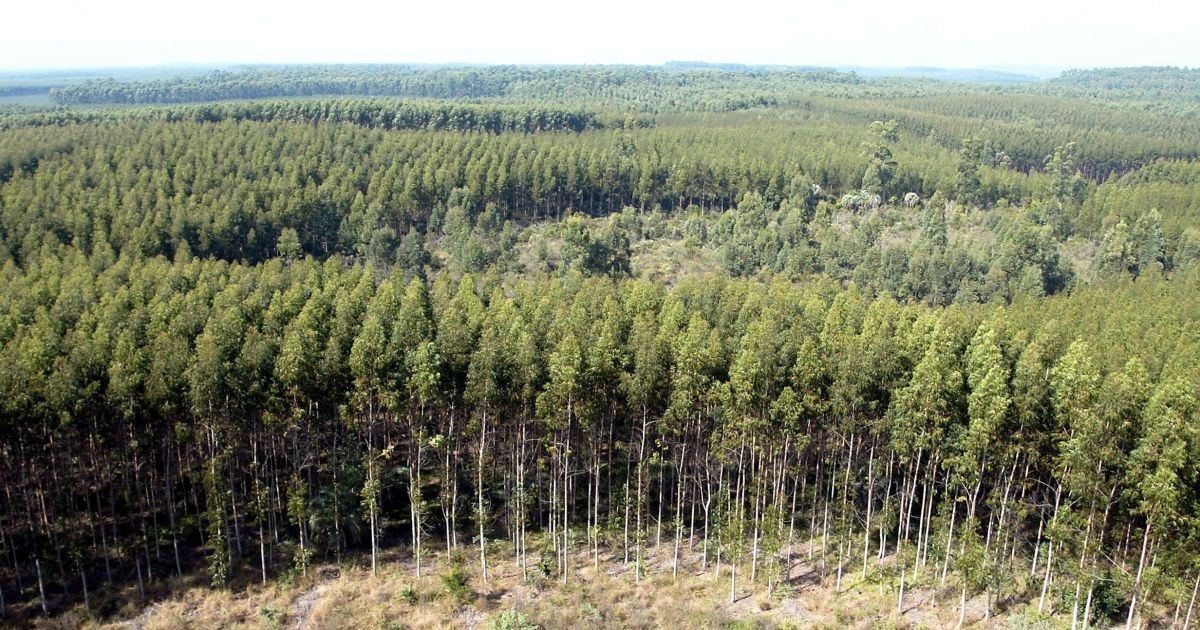Eucalipto impulsiona produção florestal recorde de R$ 47,9 bi, aponta IBGE