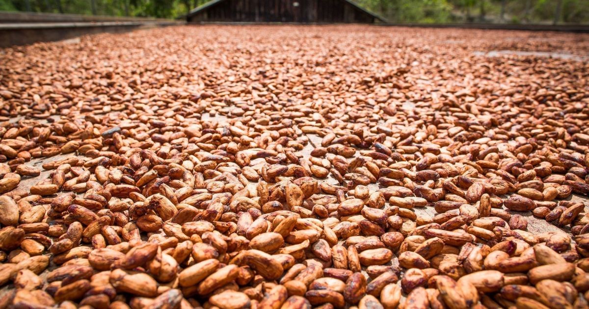 Cacau em NY sobe pelo segundo dia seguido com preocupação sobre safra