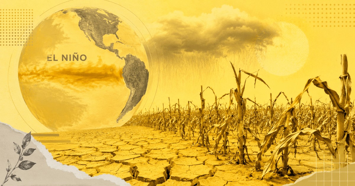 El Niño traz risco para produtividade de milho e arroz em 2027, diz BC