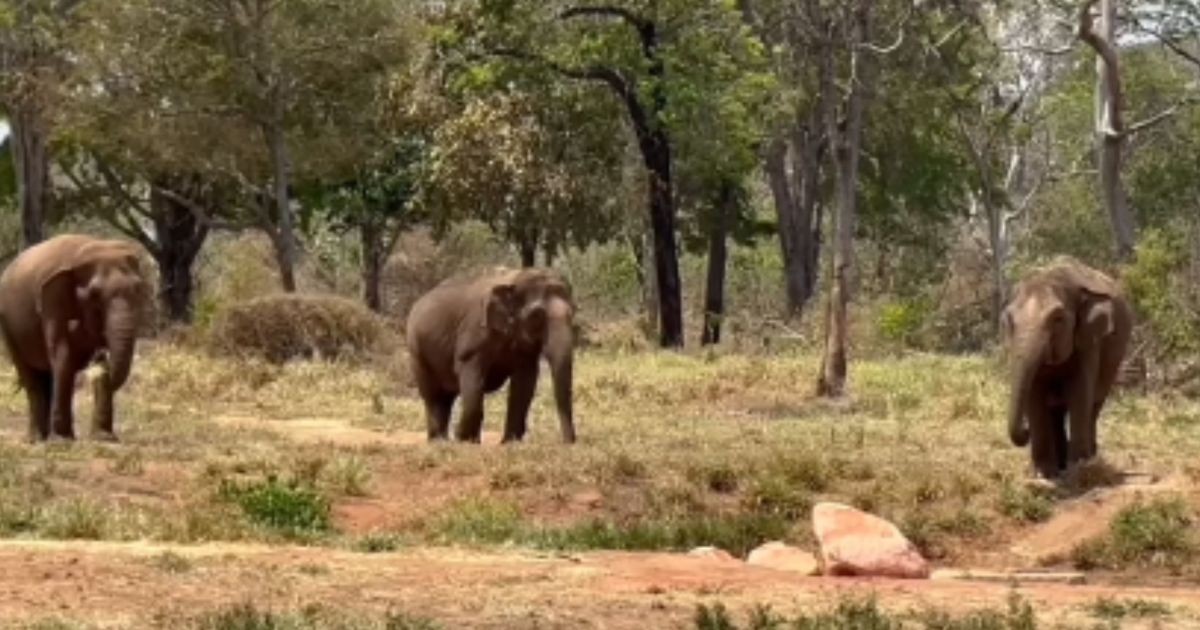 Elefante Sandro passou 40 anos em um zoológico e, ao chegar em Mato Grosso, fez três elefantas pararem tudo