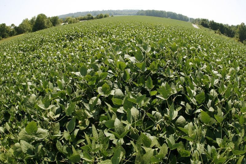 Soja avança 118% na região de Santarém (PA) e já ocupa 61% da área plantada