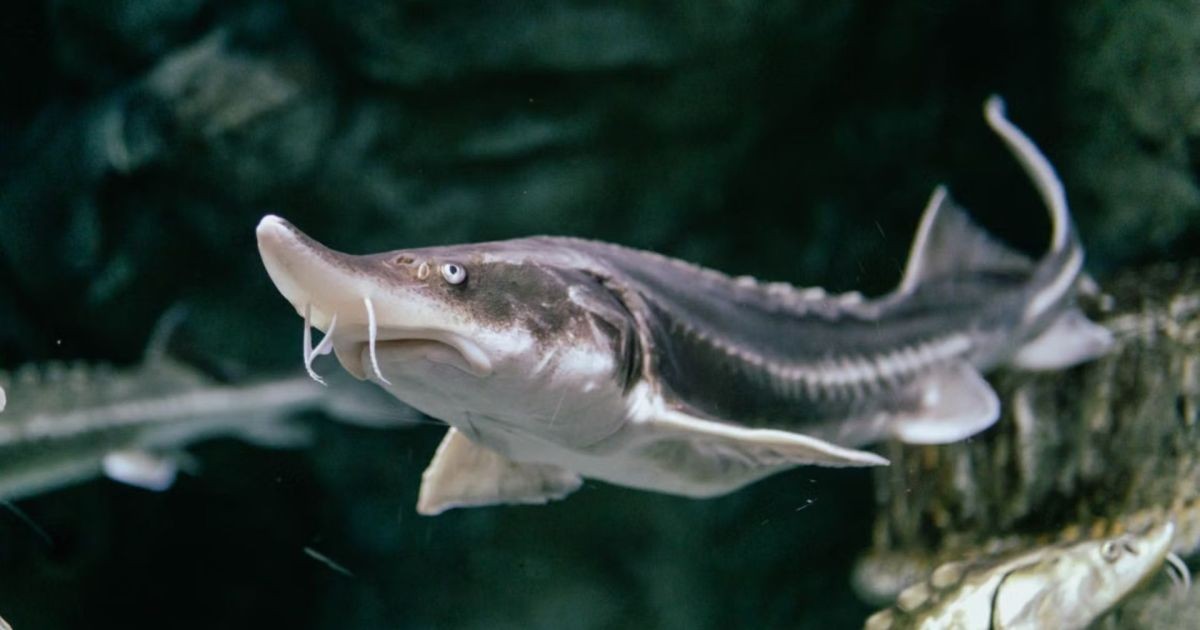 Peixe pode viver mais de 400 anos e atravessar séculos: como o esturjão dos Grandes Lagos consegue viver tanto?