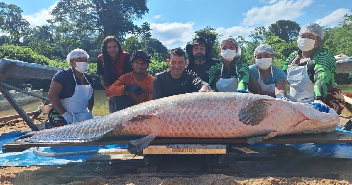 Pirarucu gigante de 137 kg é capturado em reserva de Rondônia