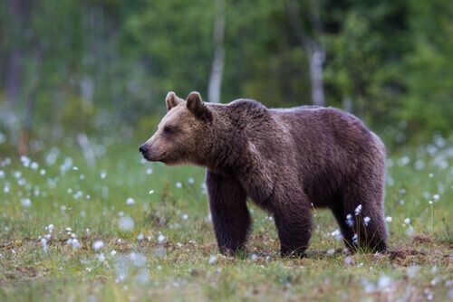 Região da Rússia tem onda de ataques de ursos e ao menos sete mortos