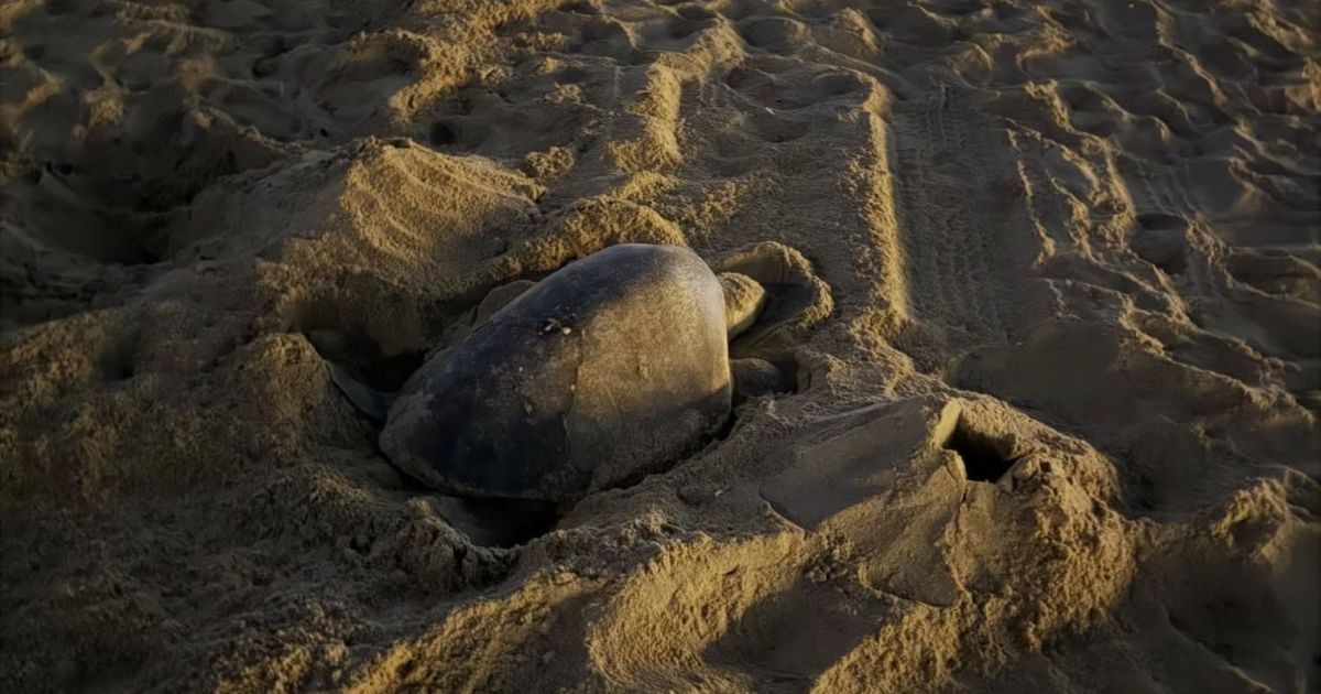 Espécie rara de tartarugas marinhas tem viajado oceanos e estão sendo avistadas em novas praias