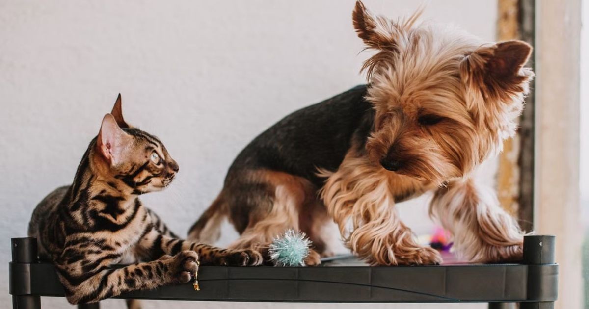 Por que seu pet esconde comida e brinquedos pela casa? Entenda o comportamento