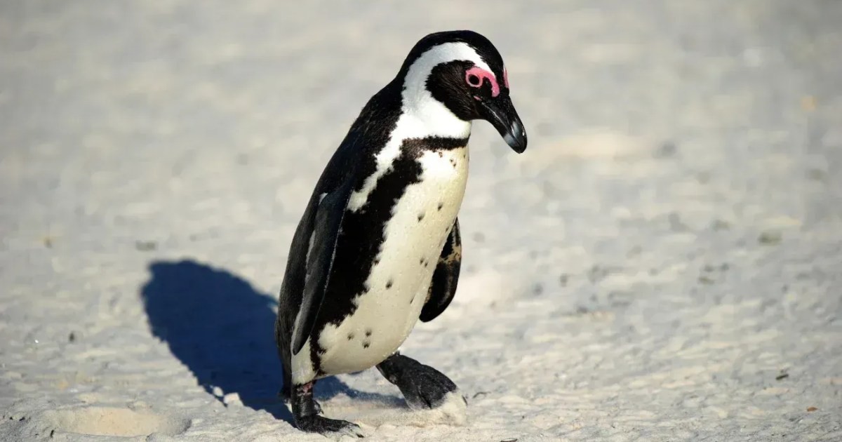 Por que o cocô dos pinguins é rosa? Coloração pode ser vista do espaço e serve para para monitorar a saúde do ecossistema