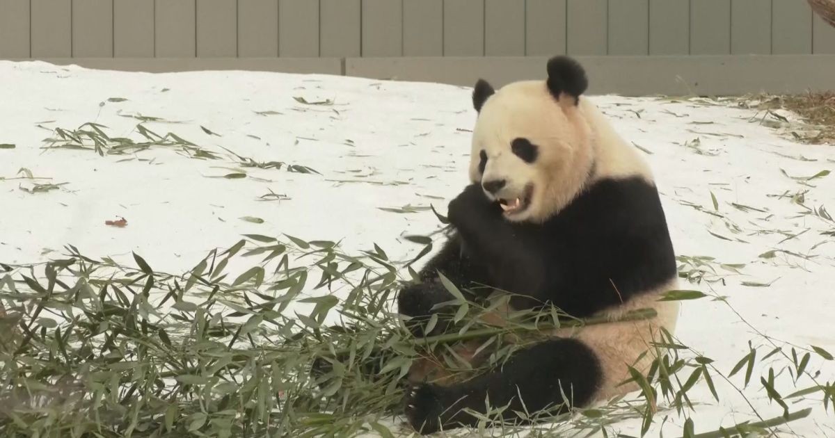 Casal de pandas da China chega aos EUA em meio a gesto diplomático