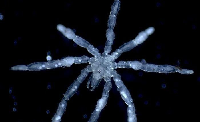 Uma nova espécie de aranha-do-mar com três lábios, espinhos nas patas e aspecto “peludo” é descoberta no Canadá