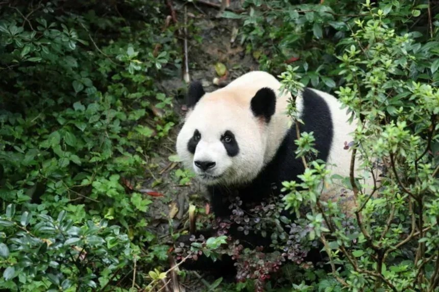 Pandas gigantes nos EUA: entenda a “diplomacia” da China com os ursos