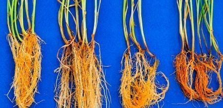 Bactérias em sementes de trigo abrem caminho para novo bioinsumo