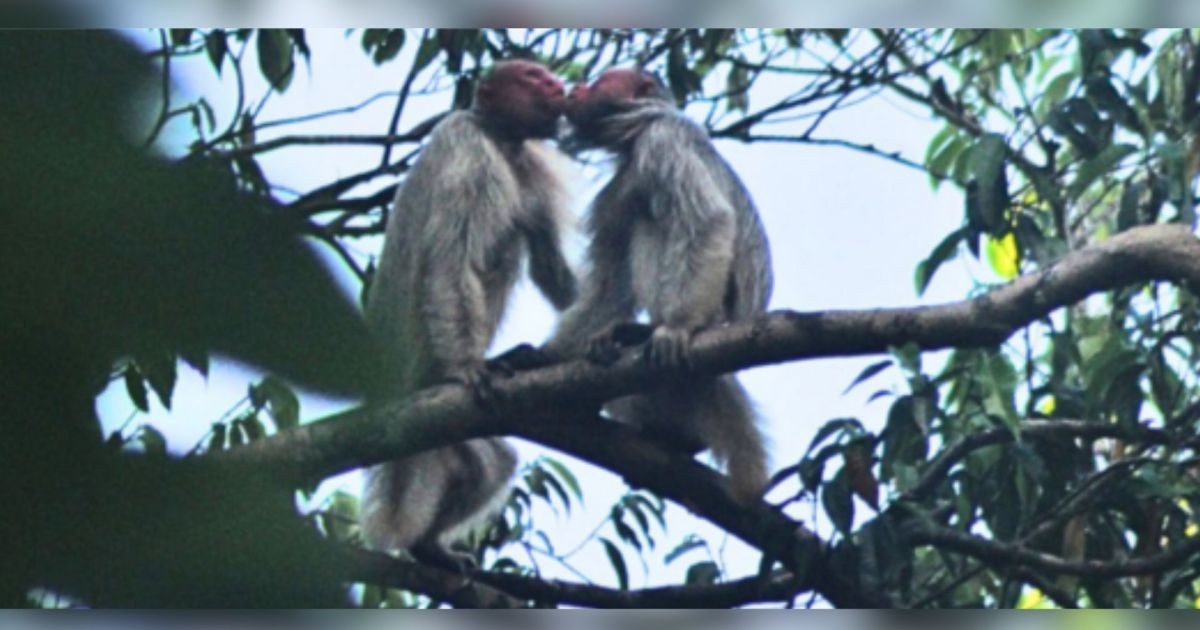 Pesquisadores foram para a Amazônia e conseguiram fazer um raríssimo registro de um casal de macacos trocando beijos na boca